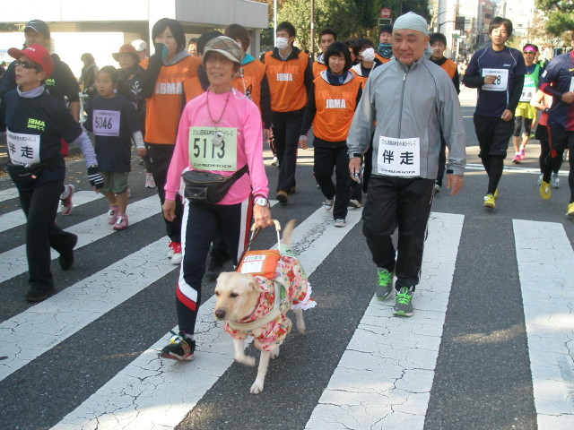 2013年ＪＢＭＡ神宮外苑ロードレース大会ウォーキングの部で盲導犬とともに歩く女性